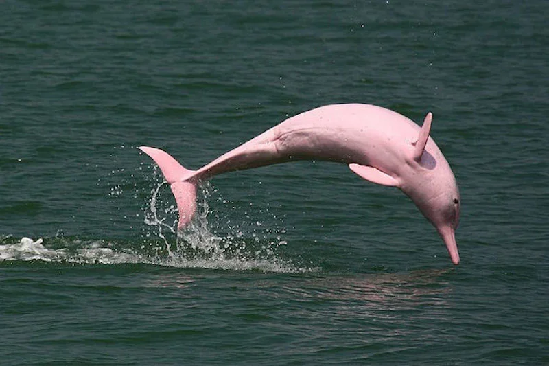 River Pink Dolphin jumping out of water Wildlife Peru | Andean Travel Experience