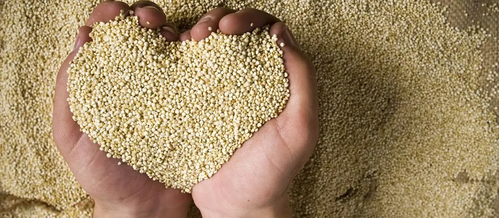 Quinoa fields in the Peruvian Andes, highlighting one of Peru’s most iconic native superfoods. | Andean Travel Experience Quinoa fields in the Peruvian Andes, highlighting one of Peru’s most iconic native superfoods. | Andean Travel Experience