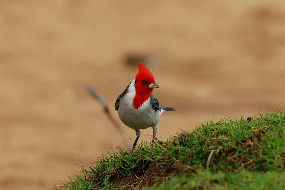 Red Head Bird Watching in Peru | Andean Travel Experience