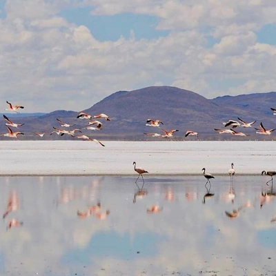 Flamingos in the National Reserve of Salinas and Aguada Blanca | Andean Travel Experience.