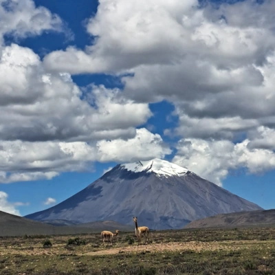 Vicuñas in the National Reserve of Salinas and Aguada Blanca, Peru, showcasing the stunning Andean landscape | Andean Travel Experience.