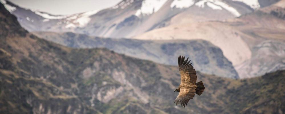 Condor Flying through the andes | Andean Travel Experience