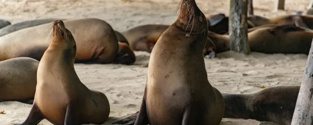 Galapagos Islands Ecuador Tours | Andean Travel Experience