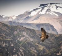 Condor Flying through the andes | Andean Travel Experience