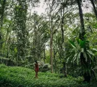 Peru Central Jungle, Trees, plants , Peru jungle tourism