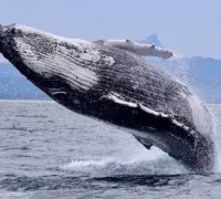Peru Whales Watching