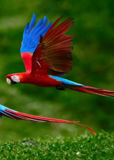 Parrots flying over the lush rainforest in Puerto Maldonado | Andean Travel Experience