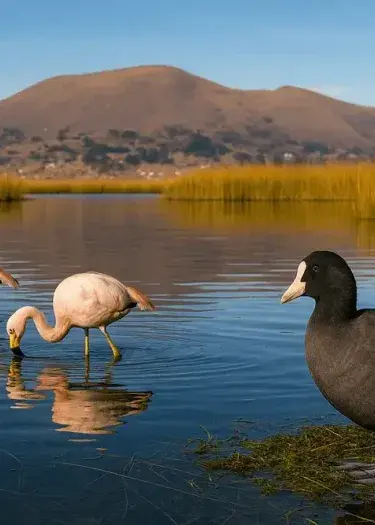 Andean flamingos and a giant coot wading among golden totora reeds on Lake Titicaca at sunrise, with Andean mountains in the background, Peru. | Andean Travel Experience