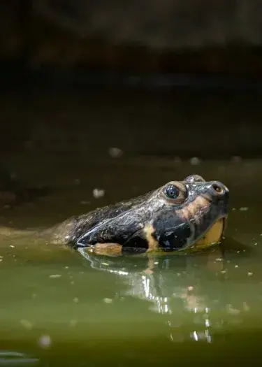 Iquitos Amazon Travel Guide: The Ultimate Luxury & Adventure Experience | Andean Travel Experience