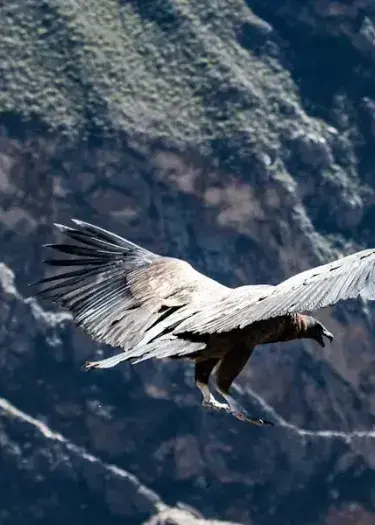 Wildlife view of a condor flying above Colca Canyon cliffs | Andean Travel Experience
