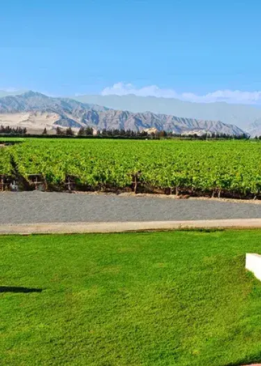 The Pisco Route in Peru: A Cultural Journey Through Vineyards, History & Hidden Flavors | Andean Travel Experience The Pisco Route in Peru: A Cultural Journey Through Vineyards, History & Hidden Flavors | Andean Travel Experience