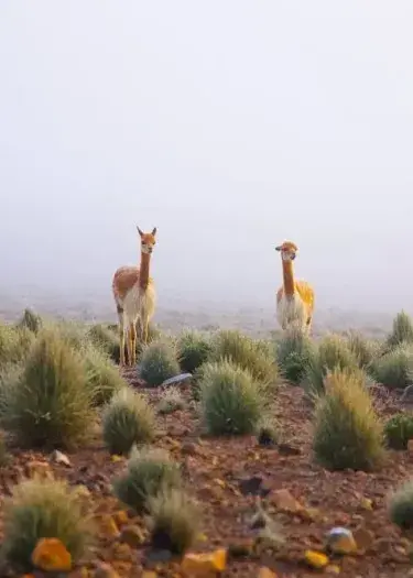 The Fabric of the Gods: How Vicuña Conservation Is Shaping Luxury Eco-Tourism in Peru | Andean Travel Experience