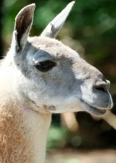 The Noble Beast of the Andes: The Discerning Traveler’s Guide to the Peruvian Llama | Andean Travel Experience The Noble Beast of the Andes: The Discerning Traveler’s Guide to the Peruvian Llama | Andean Travel Experience