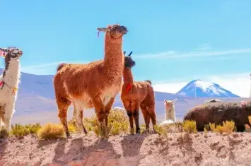 Llamas grazing in the Andes Mountains of Peru, surrounded by stunning natural landscapes | Andean Travel Experience