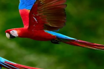 Parrots flying over the lush rainforest in Puerto Maldonado | Andean Travel Experience