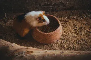 Peruvian Guinea Pig (Cuy) | Andean Travel Experience Peruvian Guinea Pig (Cuy) | Andean Travel Experience