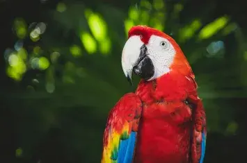 Parrots flying over the lush rainforest in Puerto Maldonado | Andean Travel Experience