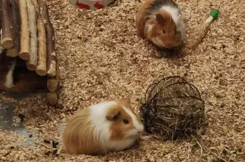 The fascinating world of Peruvian Guinea Pigs | Andean Travel Experience