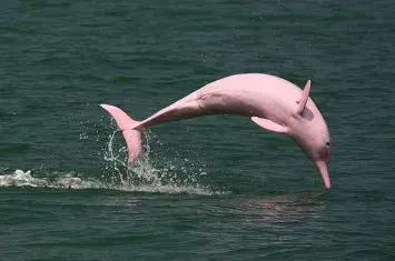 Pink Dolphins in Peru: A Magical Encounter in the Amazon Rainforest | Andean Travel Experience