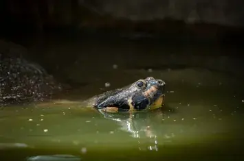 Iquitos Amazon Travel Guide: The Ultimate Luxury & Adventure Experience | Andean Travel Experience