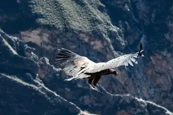 Wildlife view of a condor flying above Colca Canyon cliffs | Andean Travel Experience