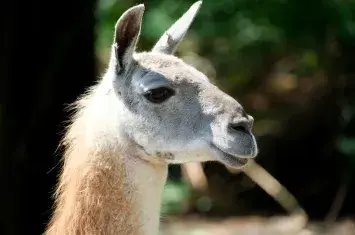 The Noble Beast of the Andes: The Discerning Traveler’s Guide to the Peruvian Llama | Andean Travel Experience