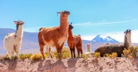 Llamas grazing in the Andes Mountains of Peru, surrounded by stunning natural landscapes | andean Travel Experience