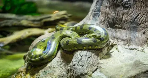 Anaconda snake in the rainforest of Peru, showcasing its large size and distinctive green and brown patterns | Andean Travel Experience