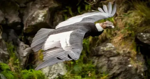 Andean condor soaring over Colca Canyon, Peru | Andean Travel Experience