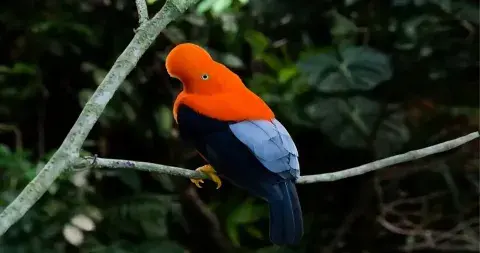 Cock of the Rock bird in its natural habitat in Peru, displaying its vibrant orange plumage and distinctive crest | Andean Travel Experience