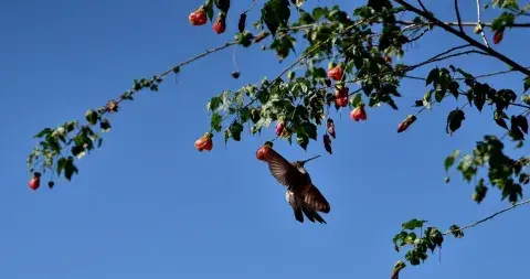 Hummingbird perched on a vibrant flowering plant, feeding on nectar | Andean Travel Experience