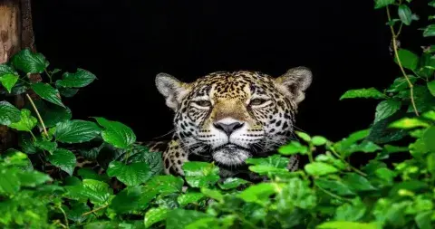 Jaguar in the Amazon rainforest, Peru, showcasing its powerful build and distinctive rosette-patterned coat | Andean Travel Experience