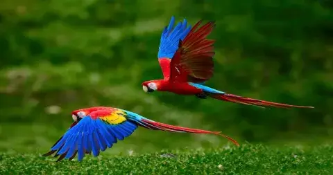 Parrots flying over the lush rainforest in Puerto Maldonado, Peru, showcasing vibrant colors and natural beauty | Andean Travel Experience