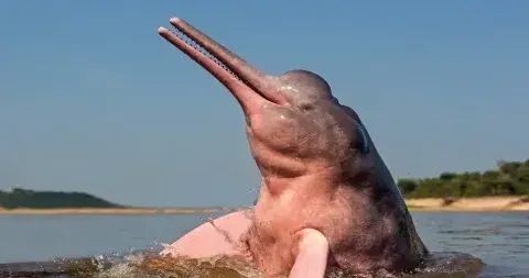 Pink dolphin swimming in the Amazon River in Peru | Andean Travel Experience