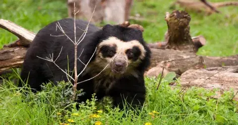 Spectacled bear in the Peruvian rainforest, displaying its distinctive markings and unique appearance | Andean Travel Experience