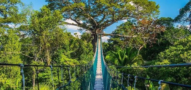 Amazon Tambopata National Reserve Peru popular rope bridge | Andean Travel Experience