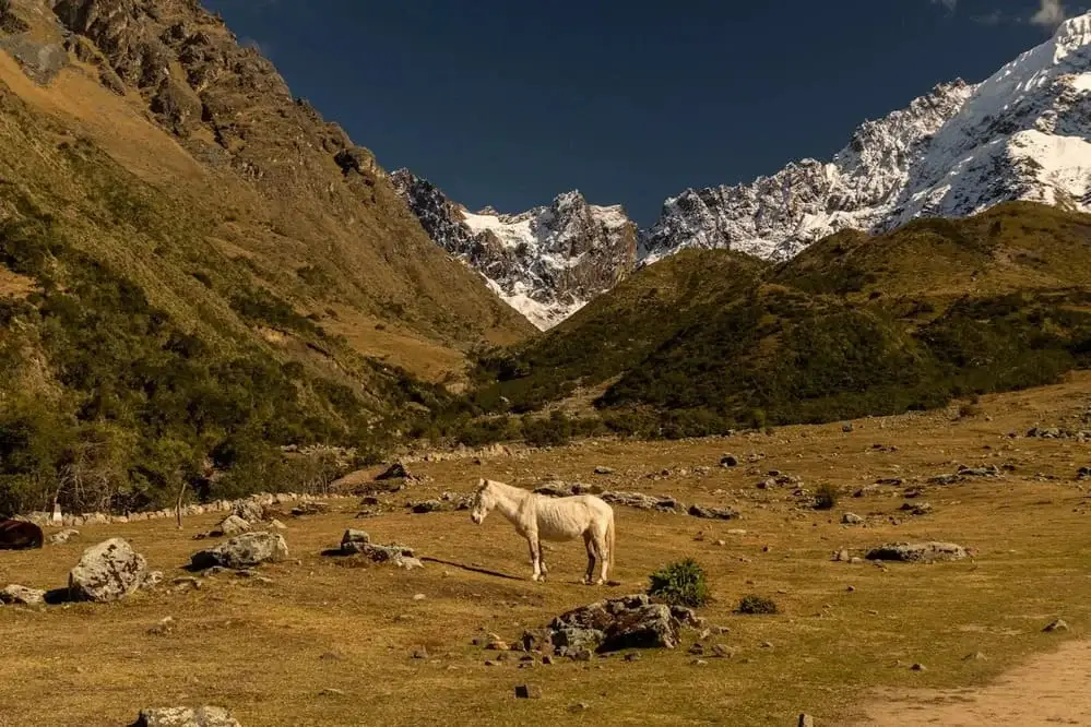 A scenic Peruvian Andes landscape with grazing horses on green slopes, dramatic mountains in the background, and clear blue skies | Andean Travel Experience