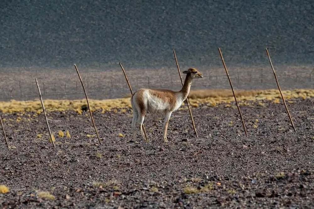 Wild vicuñas grazing peacefully across the high-altitude plains of the Peruvian Andes under a dramatic blue sky. | Andean Travel Experience