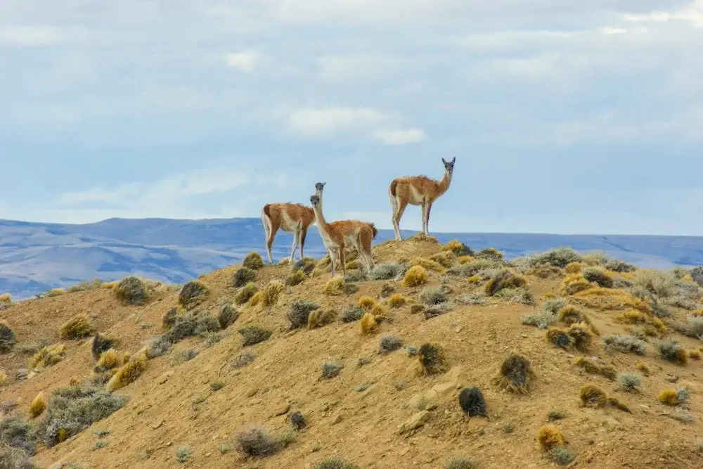 Herd of vicuñas running through the Altiplano landscape surrounded by snow-capped mountains in southern Peru. | Andean Travel Experience