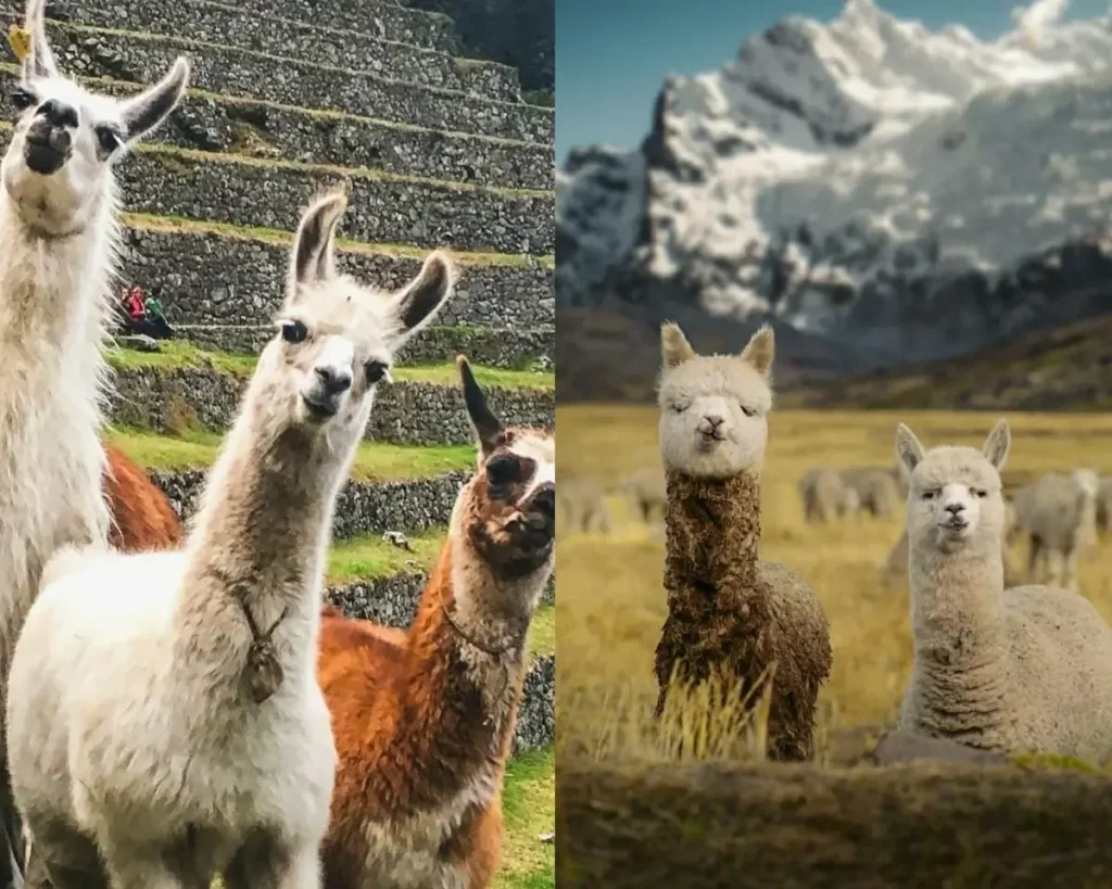 alpaca vs llama in peru