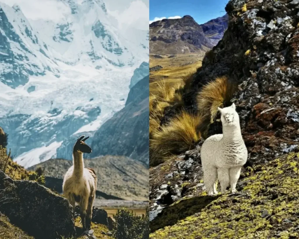 alpaca and llama in Andes