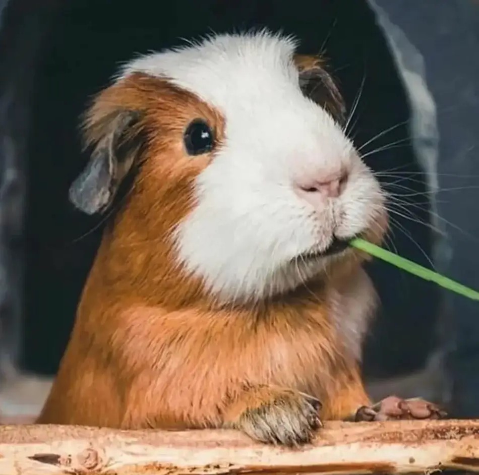 peruvian guinea pig